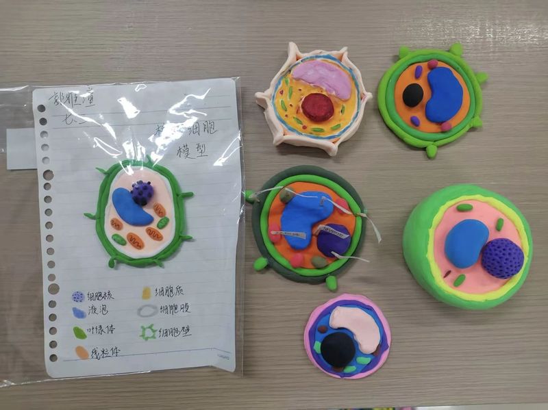 模型大作戰(zhàn) “筑”力寒假——新鄉(xiāng)市第十中學(xué)生物寒假實(shí)踐作業(yè)展示